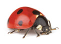 coccinella